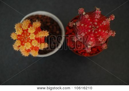 Cactii birlikte