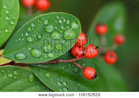 Cotoneaster berries and leaves with raindrops in autumn.