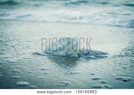 Jellyfish On The Beach In A Blue Toning