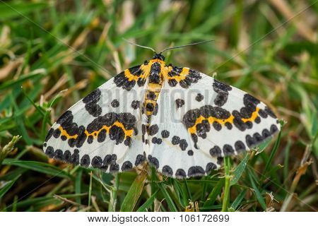 Abraxas Grossulariata Butterfly In The Grass