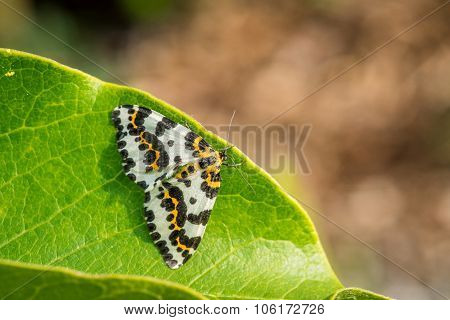Abraxas Grossulariata Butterfly Sitting On A Leaf