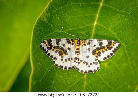 Abraxas Grossulariata Butterfly On A Large Leaf