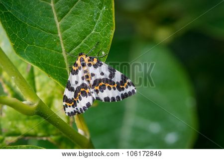 Harlekin Butterfly In A Green Garden