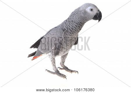 African Gray Parrot