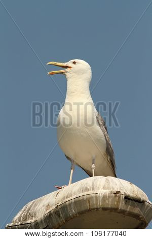 Caspian Gull On Electric Pile