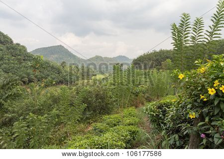 Nature from Sri Lanka