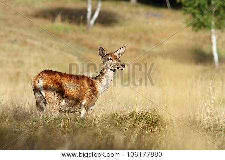 Red Deer Doe Standing In A Clearing