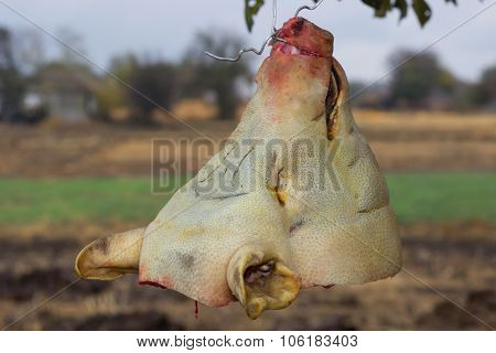 Pig's Head
