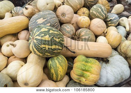 Pumpkins, Cucurbita Argyrosperma, Moschata, Butternut, Maxima, Cushaw