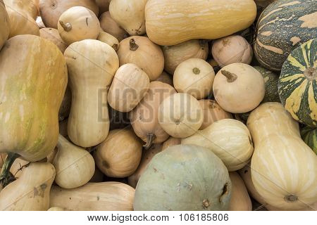 Pumpkins, Cucurbita Argyrosperma, Moschata, Butternut, Maxima, Cushaw