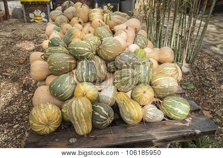 Pumpkins, Cucurbita Argyrosperma, Moschata, Butternut, Maxima, Cushaw