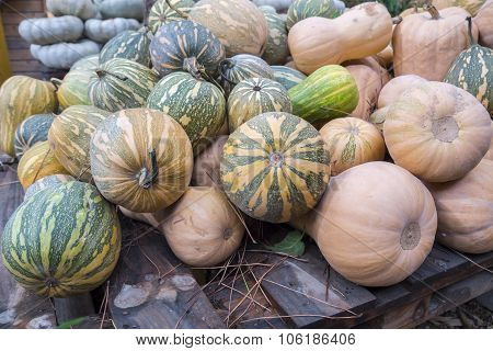 Pumpkins, Cucurbita Argyrosperma, Moschata, Butternut, Maxima, Cushaw