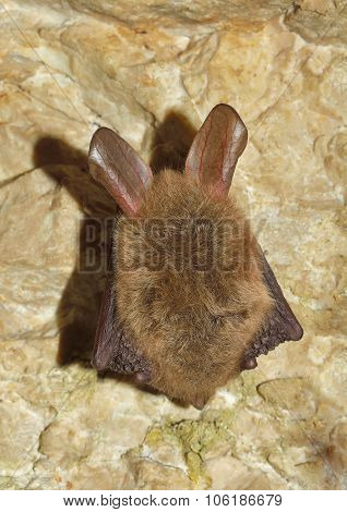 Bechstein's bat (Myotis bechsteinii)