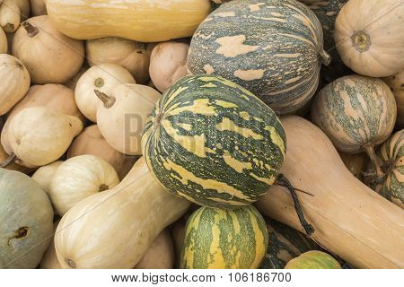 Pumpkins, Cucurbita Argyrosperma, Moschata, Butternut, Maxima, Cushaw