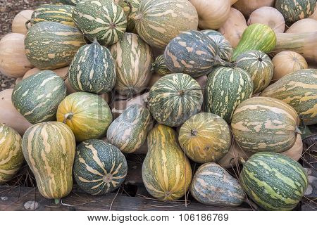 Pumpkins, Cucurbita Argyrosperma, Moschata, Butternut, Maxima, Cushaw