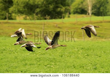 Flock of greylag geese