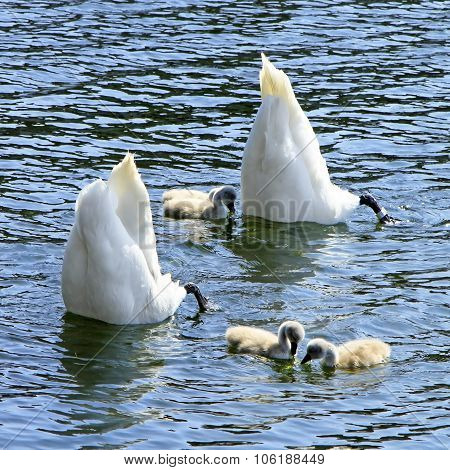 Swan family upside down