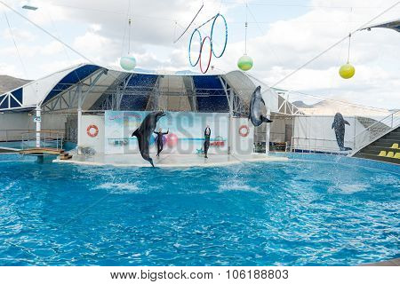 Dolphin show scene