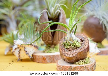 Tillandsia Plants