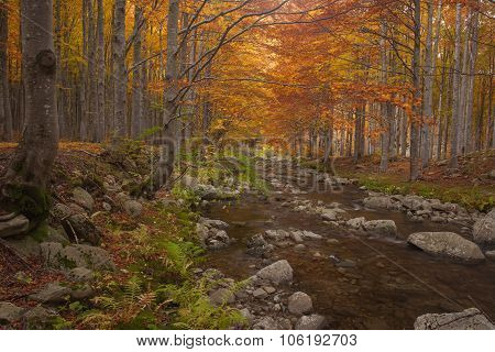 Forest Of Beech Trees