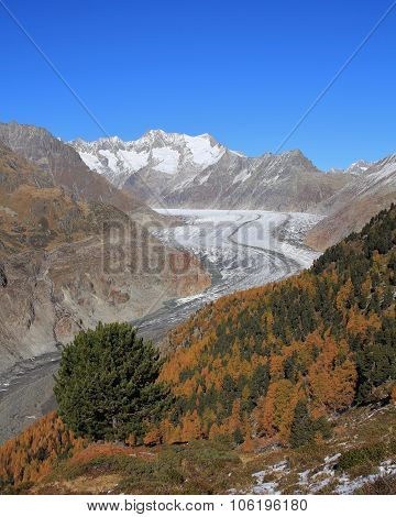 Colorful Autumn Forest And Aletsch Glacier