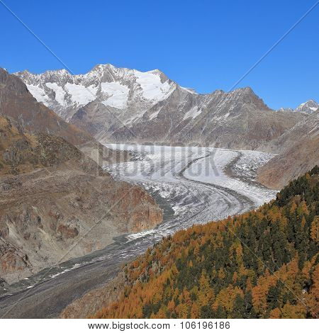 Curved Aletsch Glacier And Golden Larch Forest