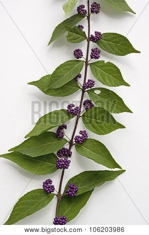 Callicarpa