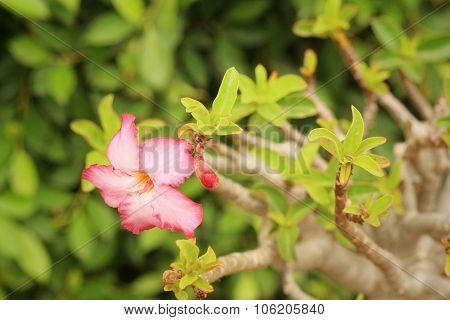 Pink Flowers In A Nature At The Garden