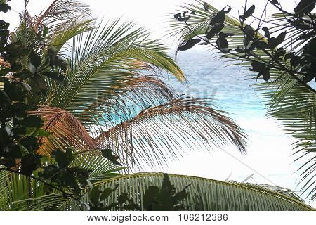 Palm Leaves On A Background Of Blue Sea, Seychelles