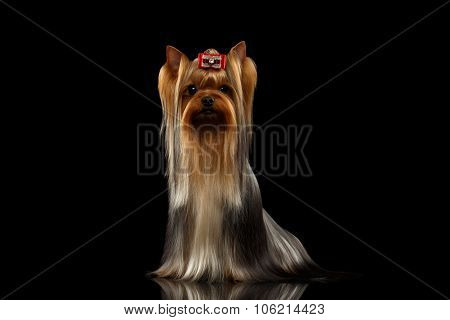 Yorkshire Terrier Dog With Long Groomed Hair Sits On Black