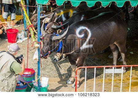 Buffalo Rest Before Racing
