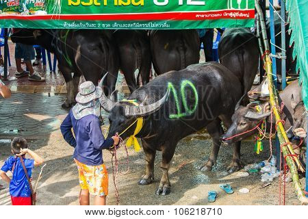 Buffalo Rest Before Racing