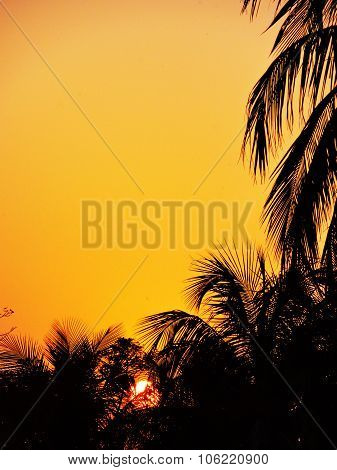 Sunset on Beach Through Palm Tree Leaves