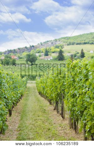 Summer Grapevines