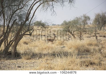 Chinkara, also known as the Indian Gazelle