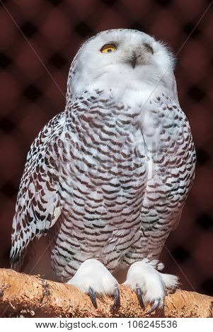 Polar owl sits on branch