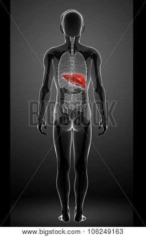 Male Liver Anatomy