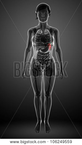 Female Spleen Anatomy
