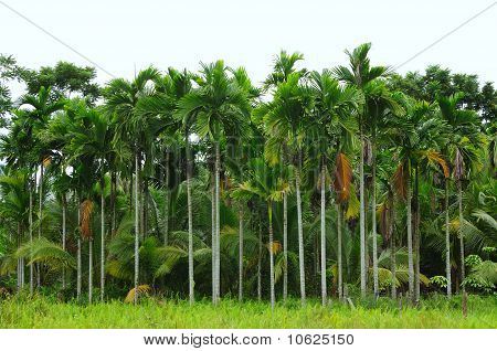 Pinang Palma