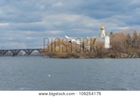Wild gull flying over Dnepr river