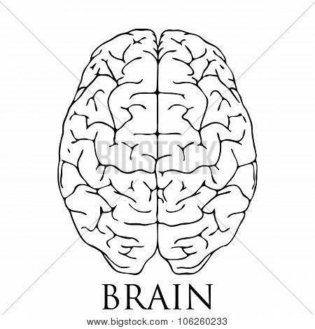 Brain Icon Illustration