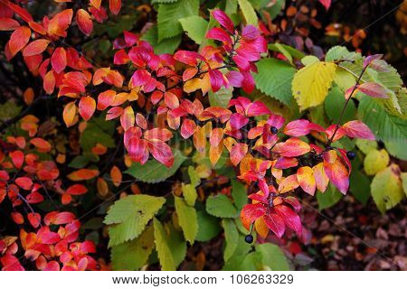 Autumn brunch