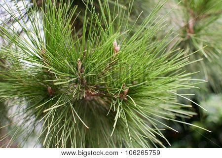 Aleppo Pine
