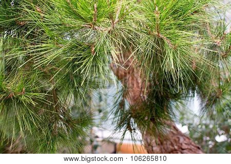 Aleppo Pine