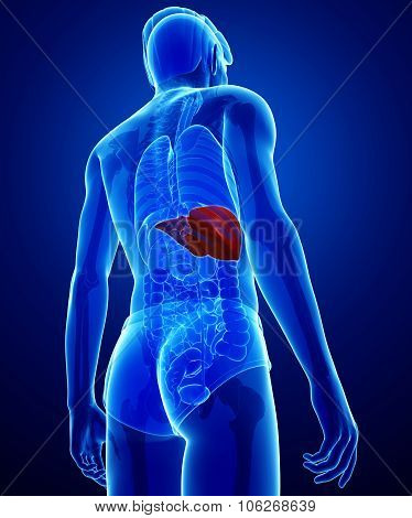 Male Liver Anatomy