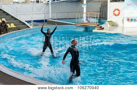 Dolphin show scene