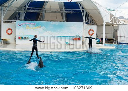 Dolphin show scene