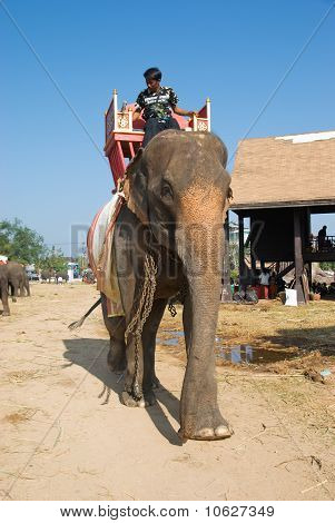 die jährlichen Elefant-Roundup in Surin, thailand