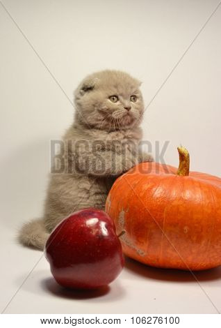 Scottish fold kitten