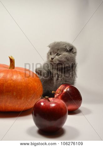 Scottish fold kitten